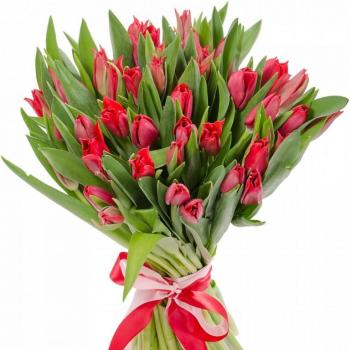 Красные тюльпаны 25 шт код товара  21750vlg